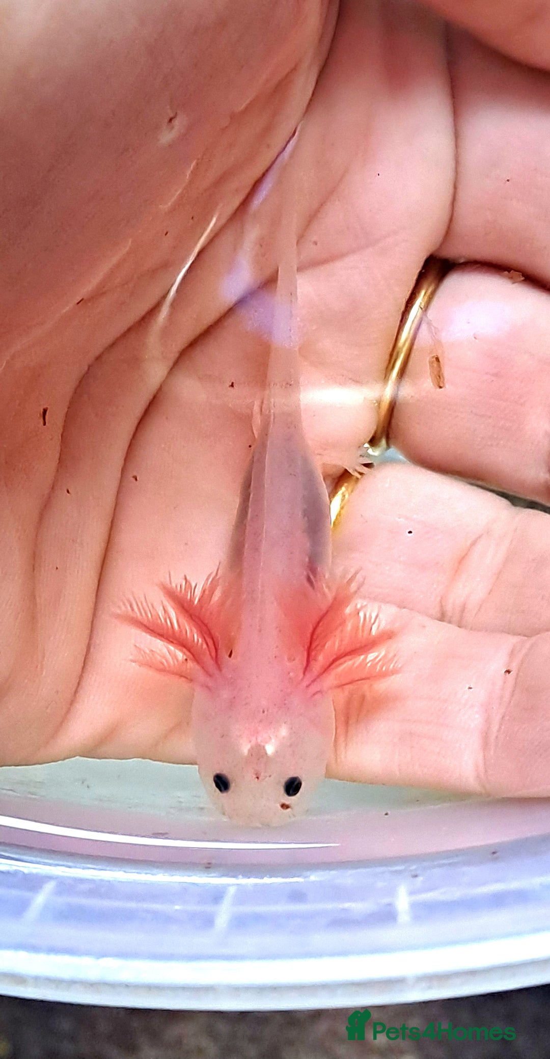 Axolotl reptiles for sale: Axolotls  - Image 18