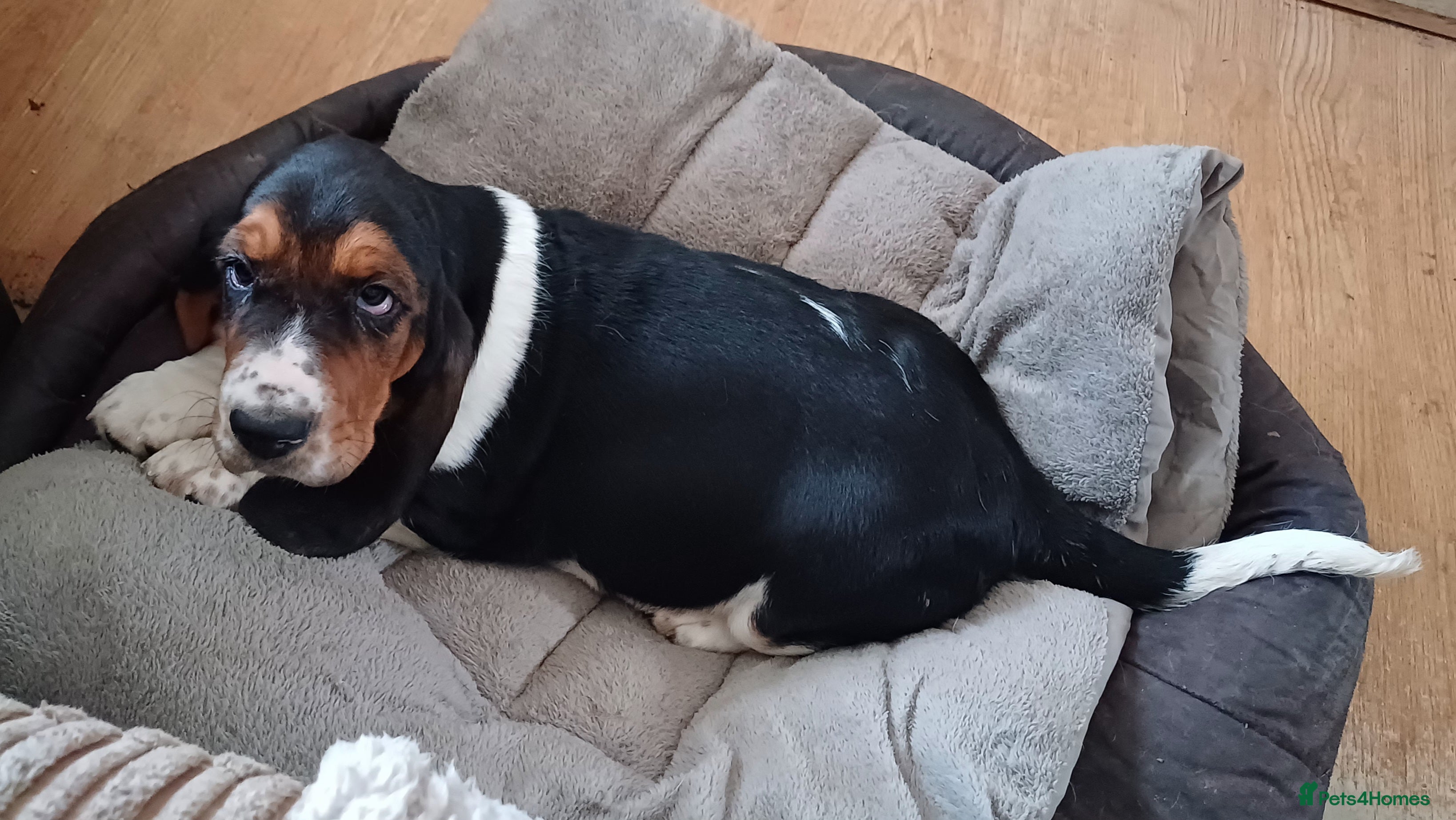 Basset Hound dogs Basset hound puppies - Advert 7