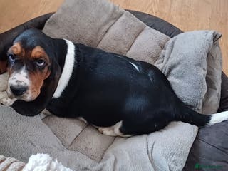 Basset Hound dogs Basset hound puppies - Advert 7