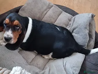 Basset Hound dogs Basset hound puppies - Advert 6