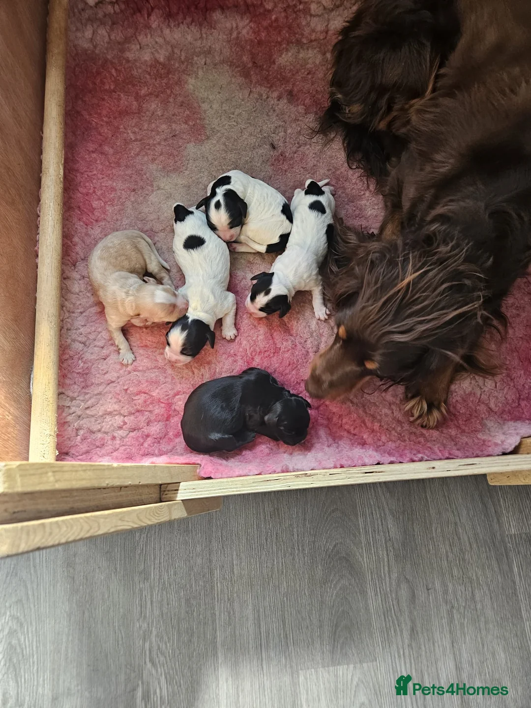 Cocker Spaniel dogs for stud: Proven Working cocker spaniel for stud  in Montrose - Advert 7