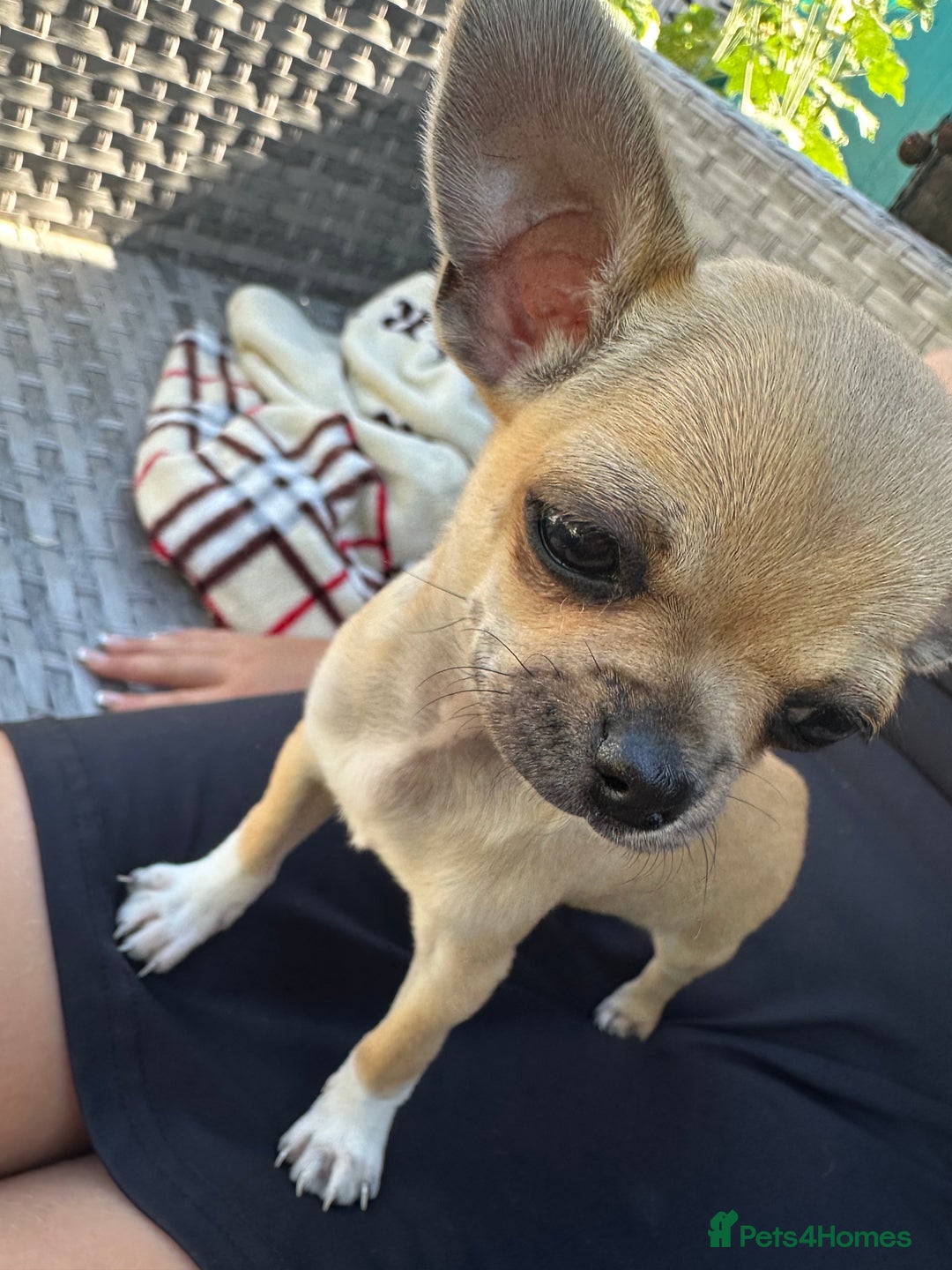 Chihuahua dogs for sale: Chihuahua pups - Image 6