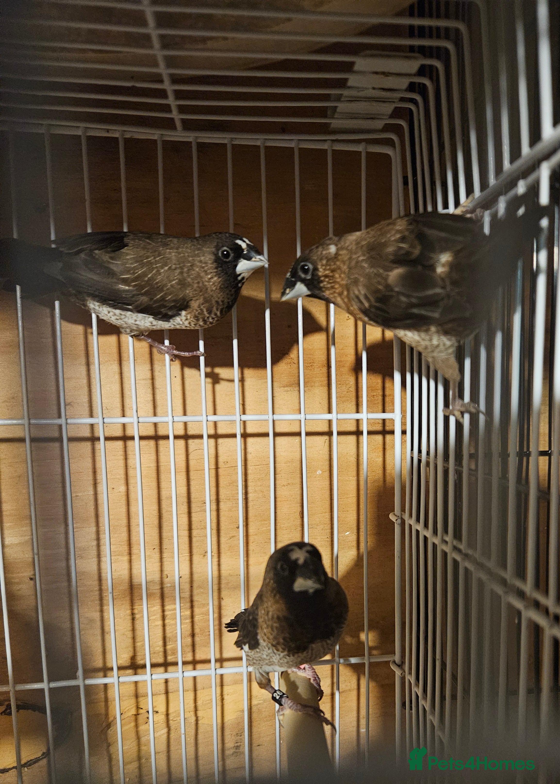 Finches birds Bengalese finches & Zebra Finches - Advert 6