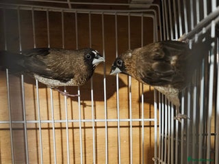 Finches birds Bengalese finches & Zebra Finches - Advert 6