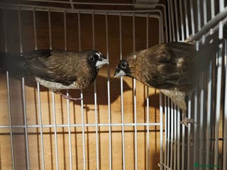 Finches birds Bengalese finches & Zebra Finches - Advert 1