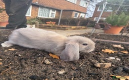 French Lop rabbits for sale: Litter of Giant French Lop Bunnies 🩵🩷 - Advert 3