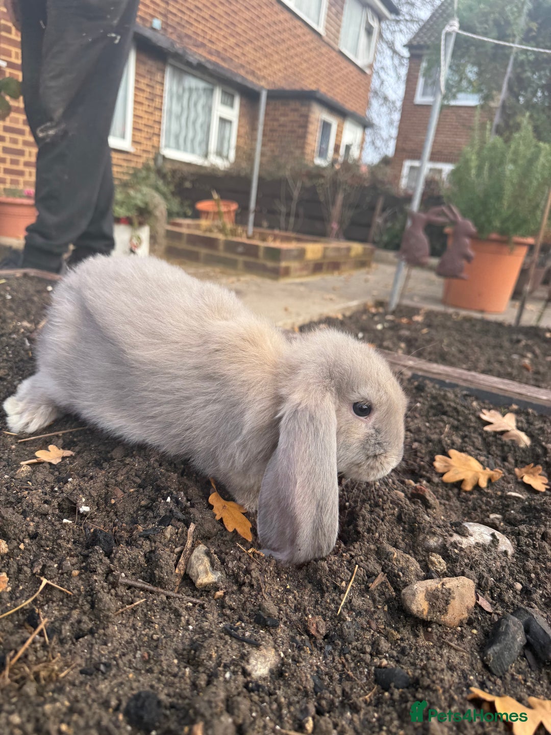 French Lop rabbits for sale: Litter of Giant French Lop Bunnies 🩵🩷 - Advert 3