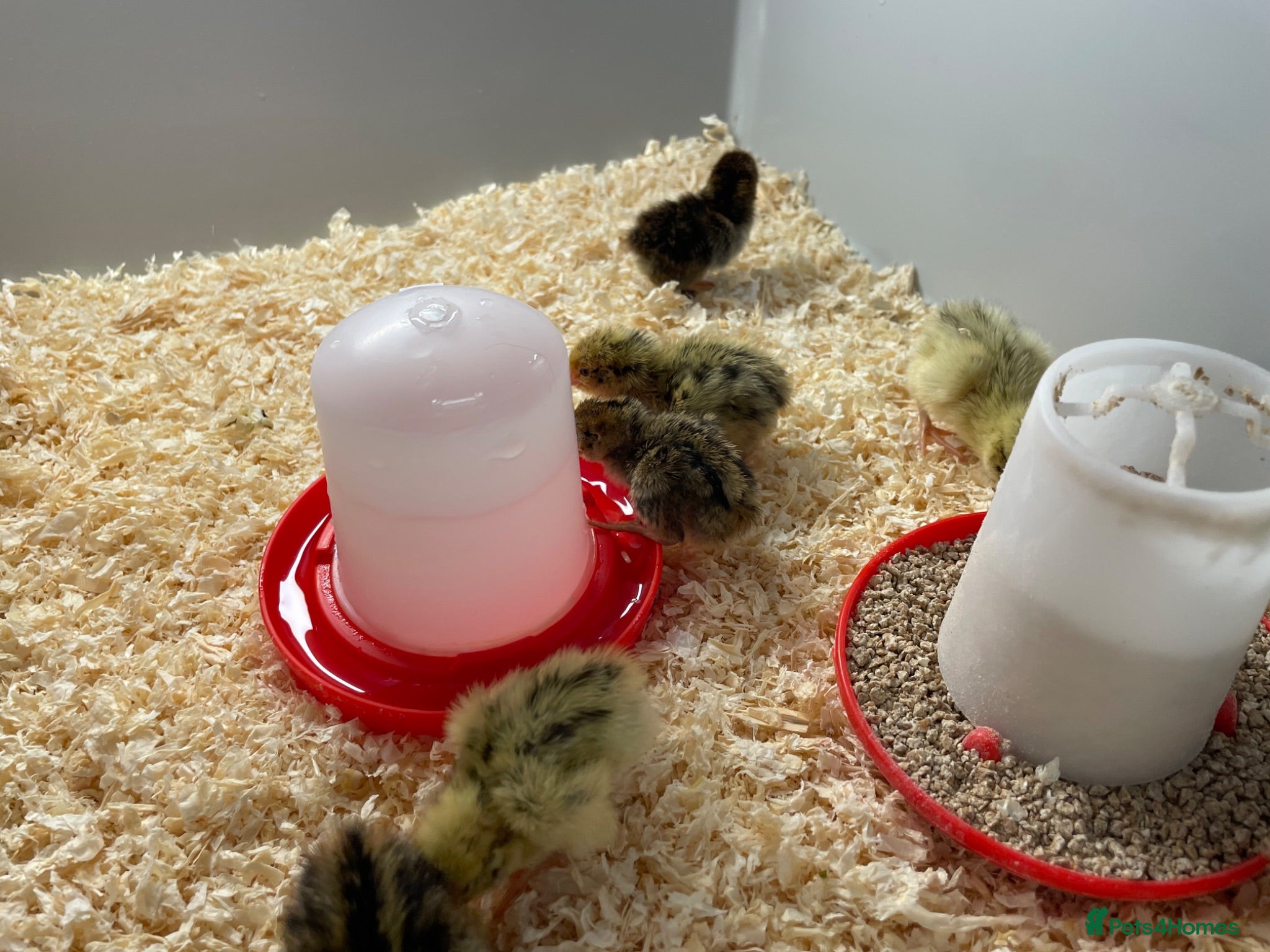 Quail poultry Mixed Coturnix Quail Chicks - Advert 2