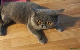 British Shorthair cats for sale: Borris - Advert 4