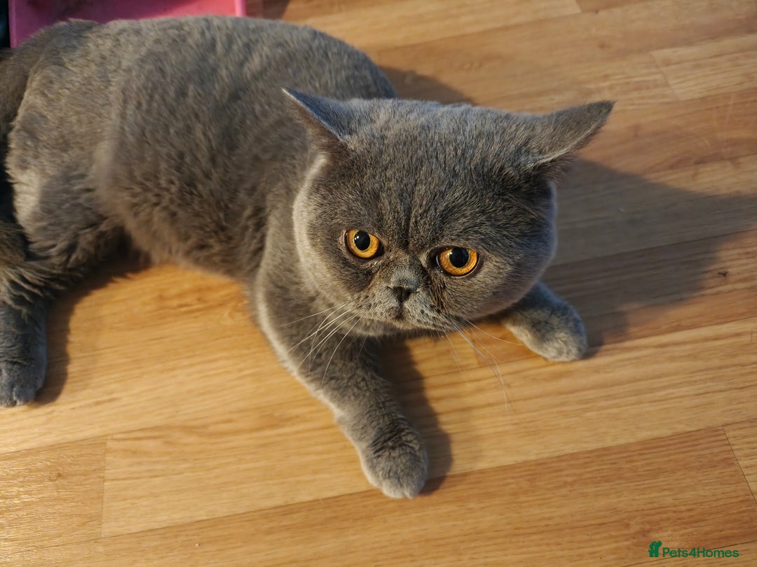 British Shorthair cats for sale: Borris - Advert 4
