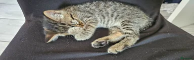  Female kitten 