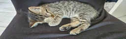 Mixed Breed cats for sale: Kittens looking for Loving Homes - Advert 5