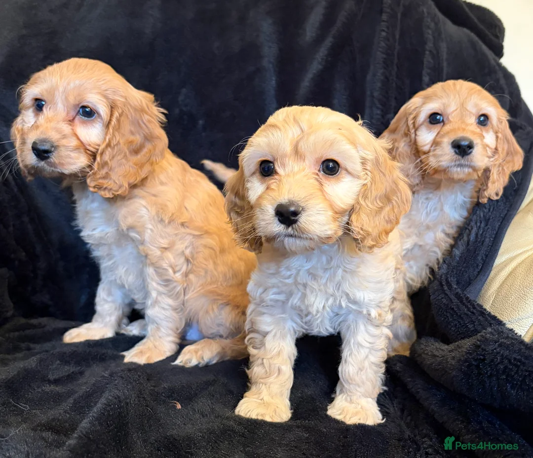 Cavapoo dogs for sale: Beautiful F1 Cavapoo Puppies  - Advert 6
