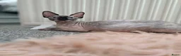 Sphynx cats for sale: 🐾 Gorgeous Sphynx Kittens – Reservations Open! 🐾 - Advert 4