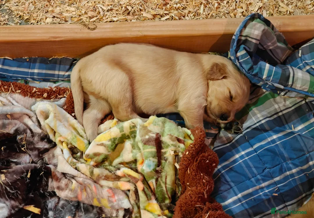 Golden Retriever dogs for sale: Golden Retrievers Family - Advert 10