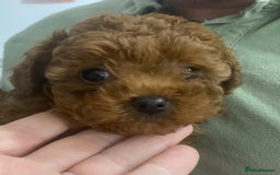 Toy Poodle dogs for sale: Tiny Asian Toy Poodle girl  - Image 6