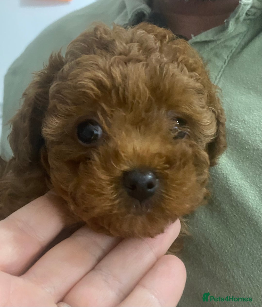 Toy Poodle dogs for sale: Tiny Asian Toy Poodle girl  - Image 6