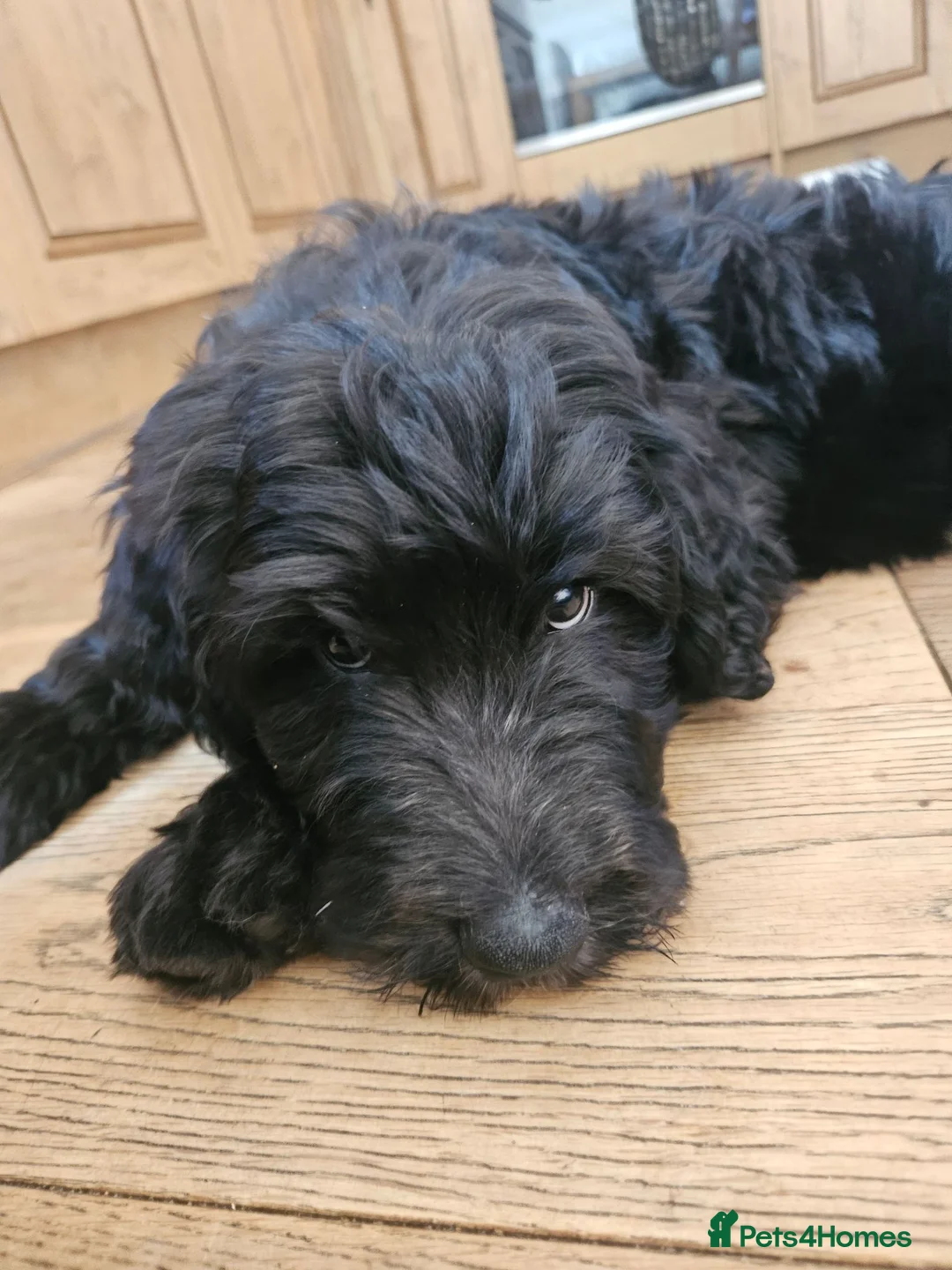 Goldendoodle dogs for sale: Beautiful f1 Goldendoodles  - Advert 2