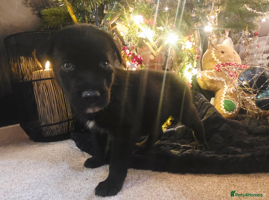 Mixed Breed dogs for sale: STUNNING RED FOX LABRADOR X SPECIAL SIBERIAN HUSKY - Advert 25