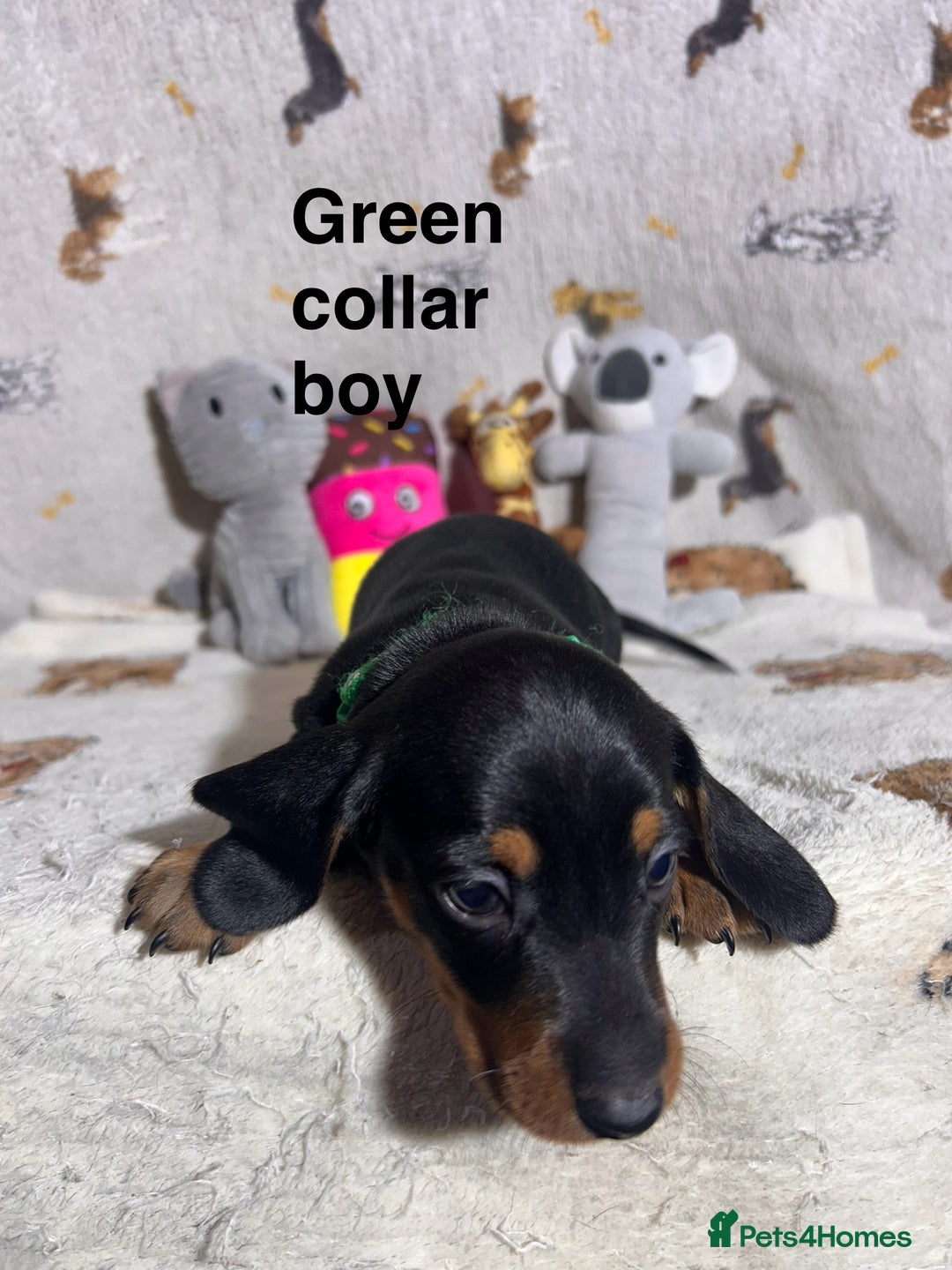 Dachshund dogs for sale: Black tan dachshund puppies  - Advert 6