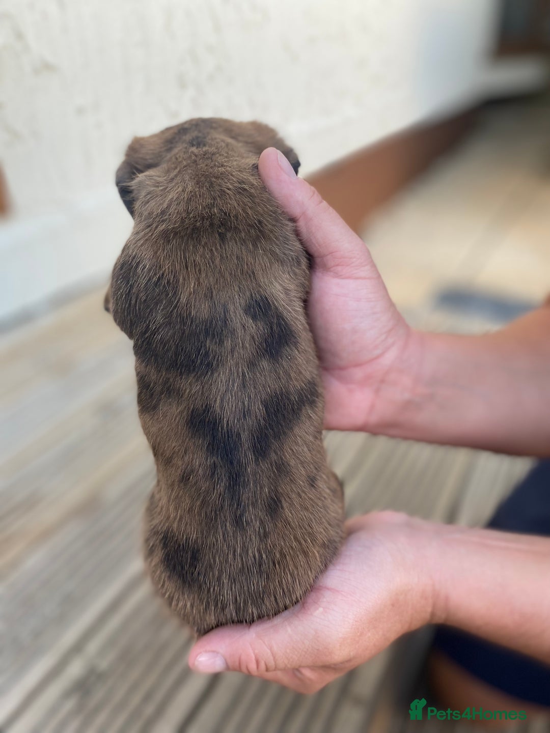 Dachshund dogs for sale: Dachshund x jack Russell puppies  - Image 3