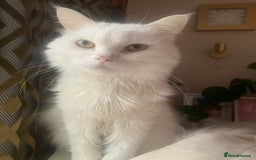Persian cats for sale: Lovely persian cross male cat for sale - Image 1