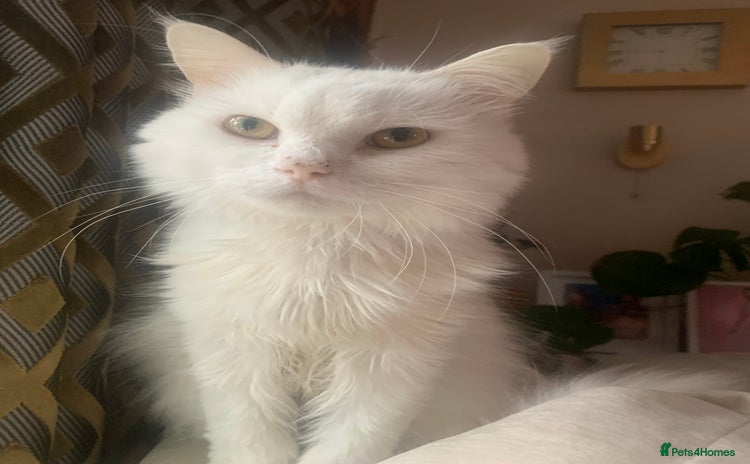 Persian cats - Advert 5