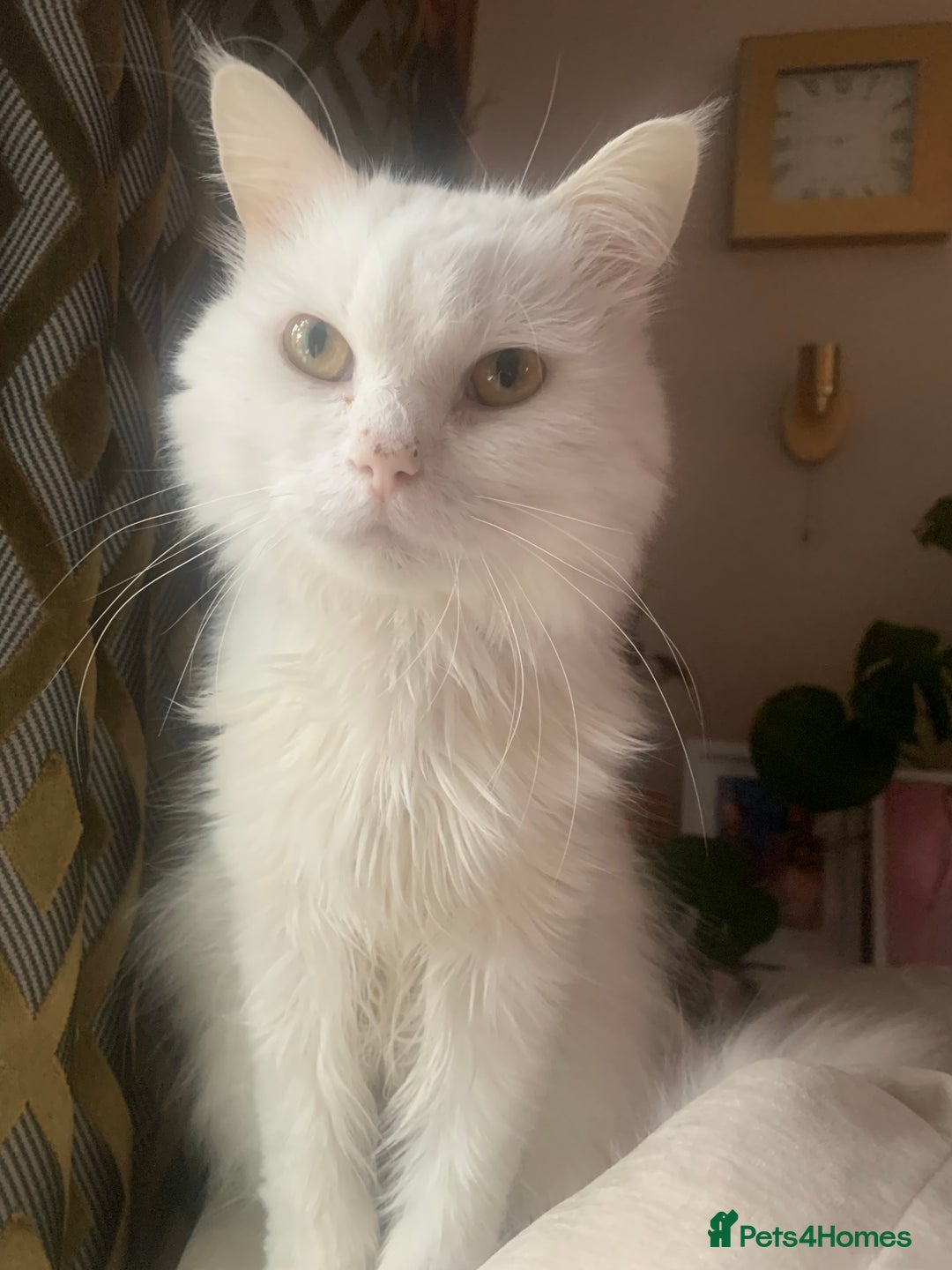 Persian cats for sale: Lovely persian cross male cat for sale - Image 1