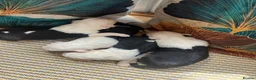 Old English Sheepdog dogs for sale: Kc Registered Old English Sheepdogs  - Advert 14