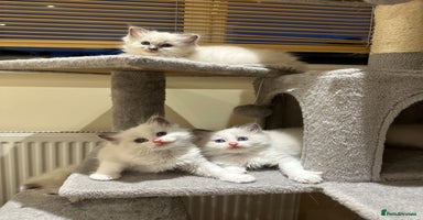 Ragdoll cats - Advert 9