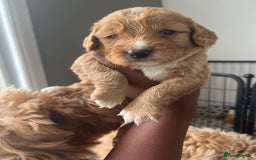 Cockapoo dogs for sale: 2 Beautiful Boy Cockapoo Puppies Left!! - Image 16