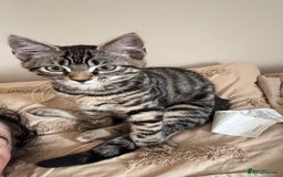 British Shorthair cats for sale: 🐾 Adorable Kittens Looking for  Home! 🐾 - Image 15
