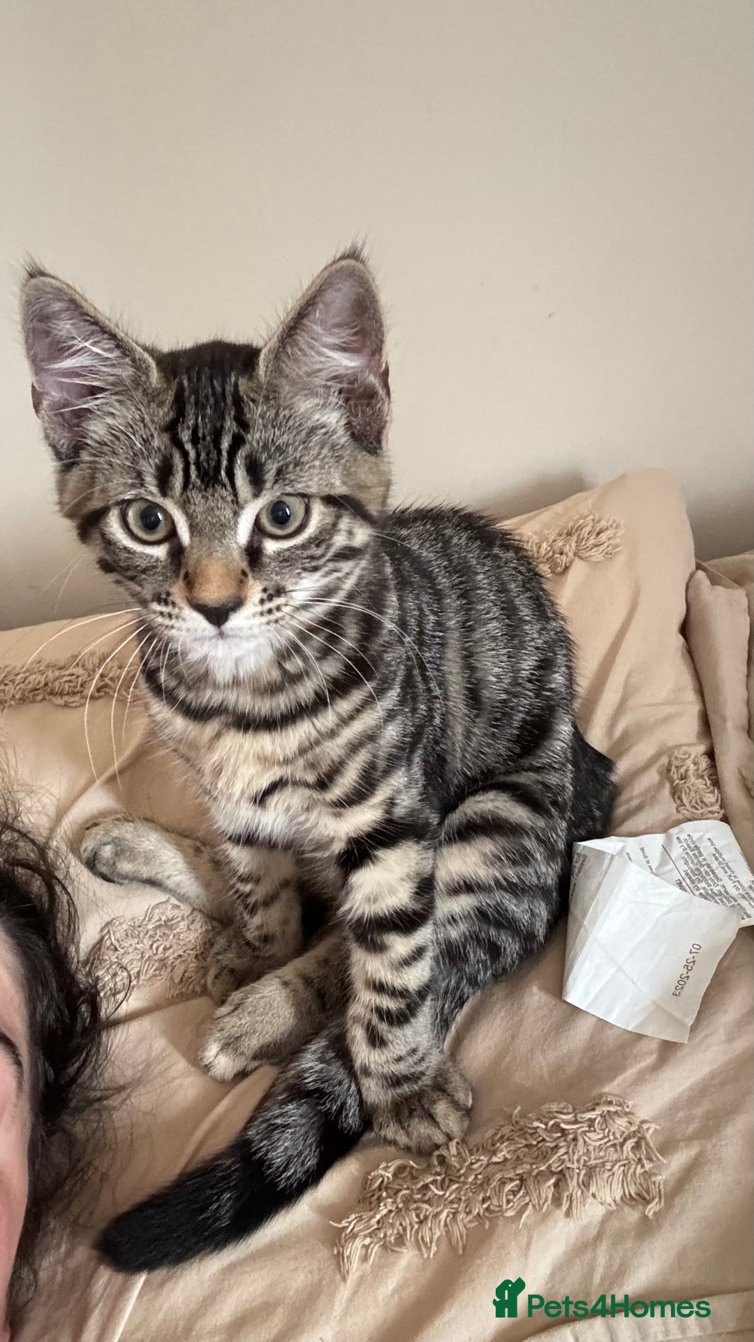 British Shorthair cats for sale: 🐾 Adorable Kittens Looking for  Home! 🐾 - Image 15