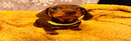 Miniature Dachshund dogs for stud: Mr Brown VERY SMALL Health tested KC reg Stud in Romford - Advert 15