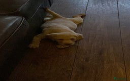 Labrador Retriever dogs for sale: Chunky Labradors ready now - Image 17