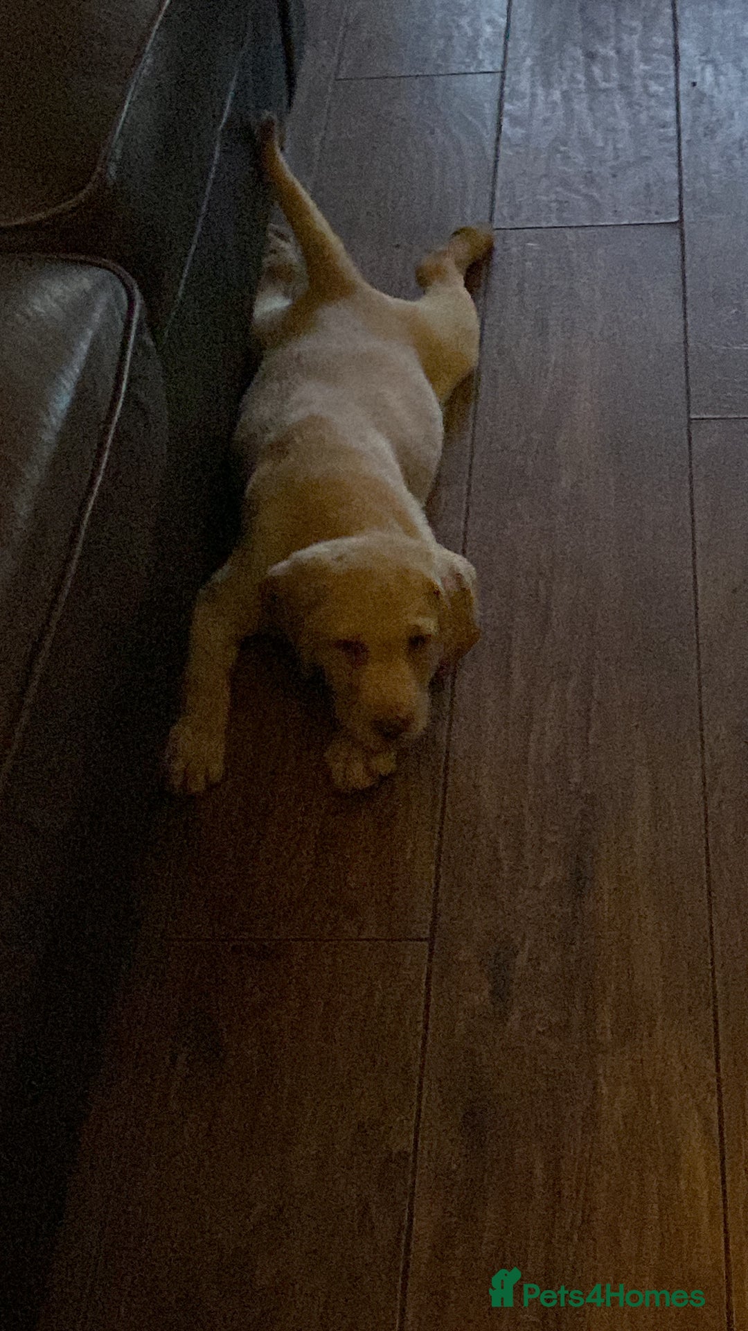 Labrador Retriever dogs for sale: Chunky Labradors ready now - Image 17