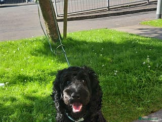 Cockapoo dogs F1 cockapoo for Stud in Johnstone - Advert 7