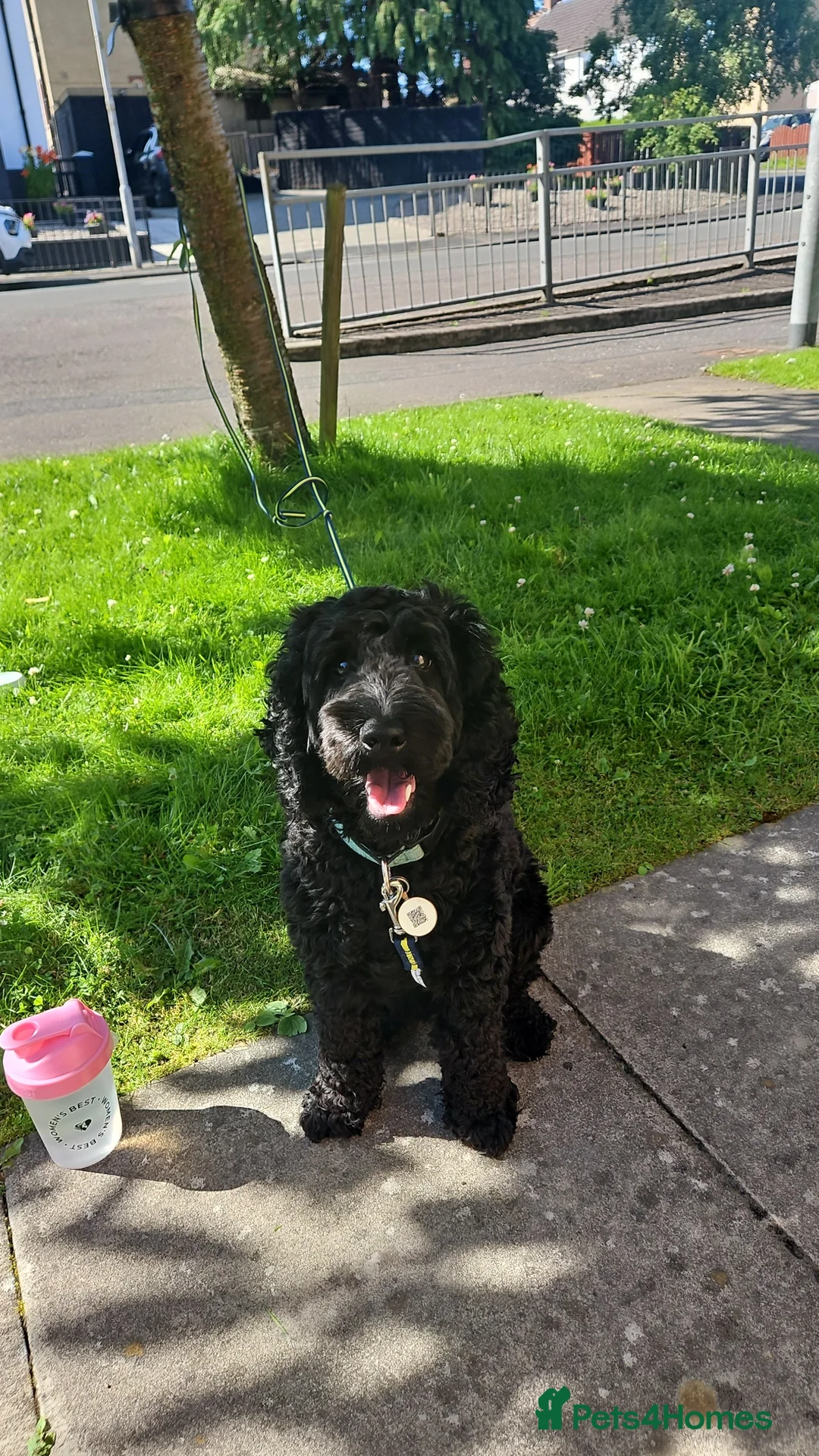 Cockapoo dogs for stud: F1 cockapoo for Stud  in Johnstone - Advert 1