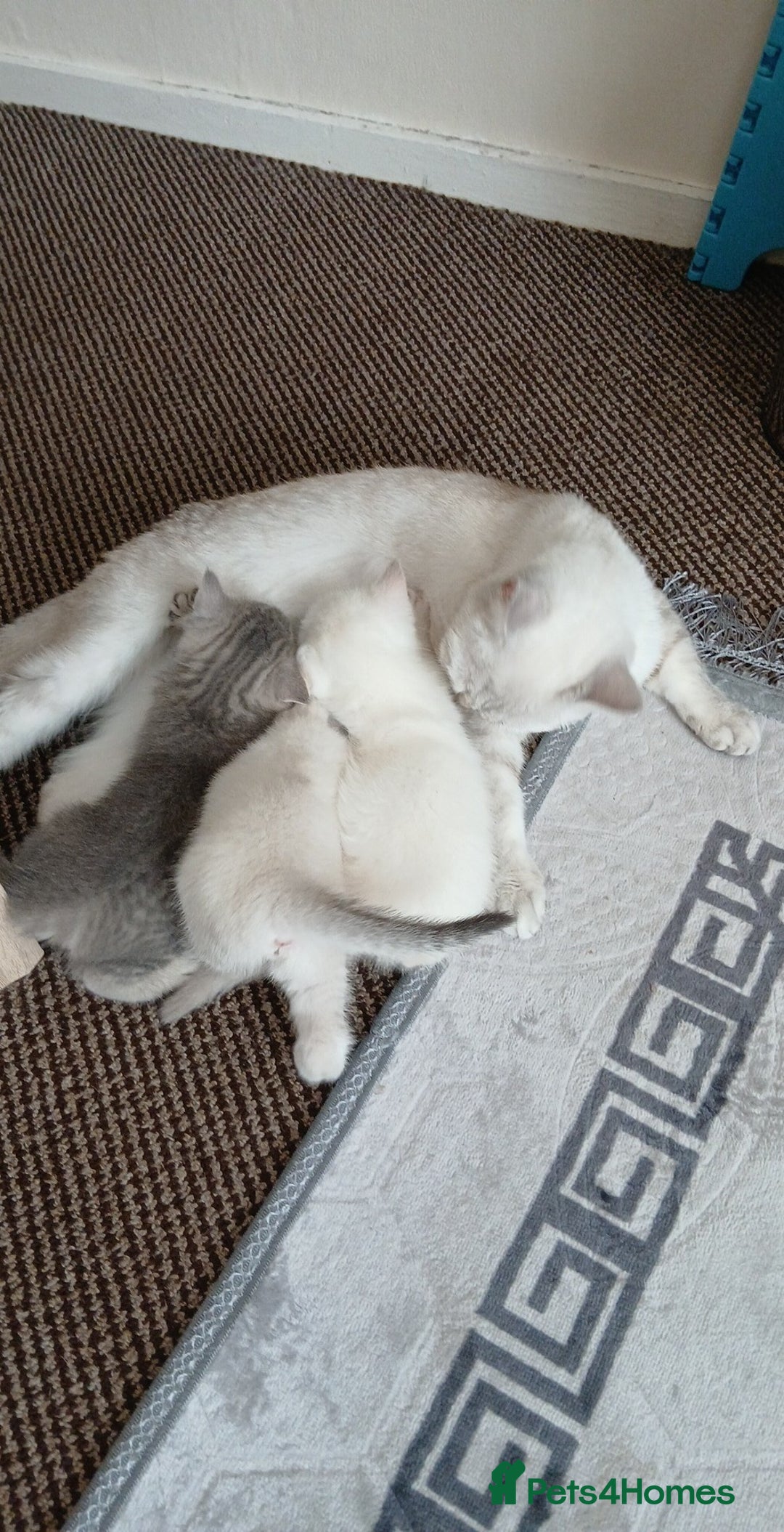 British Shorthair cats for sale: British shorthair - Image 15