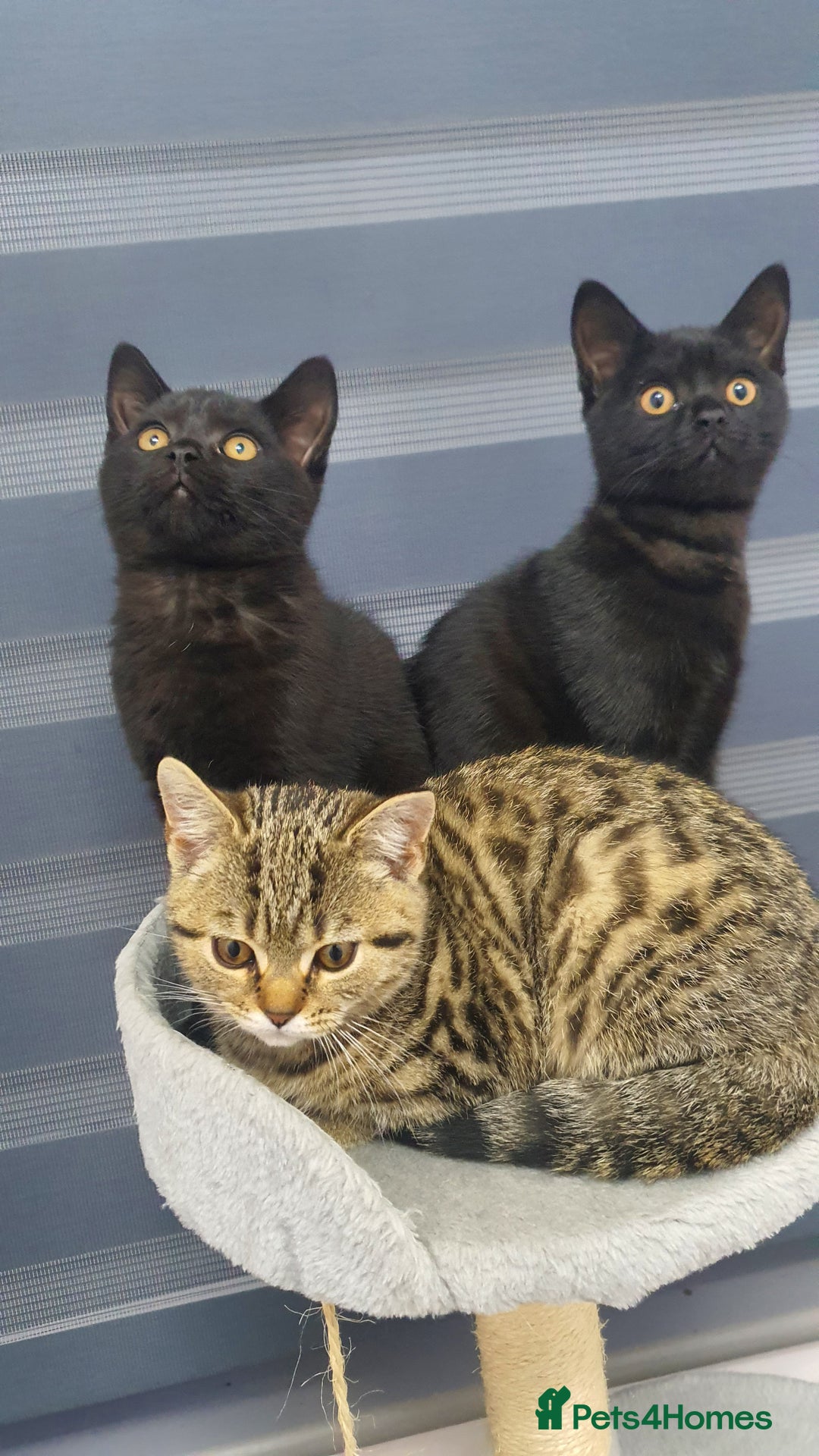 British Shorthair cats for sale: British short hair  - Advert 1