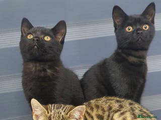 British Shorthair cats British short hair - Advert 4