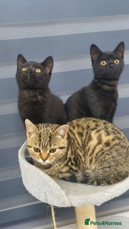 British Shorthair cats British short hair - Advert 1