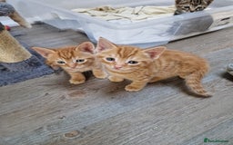 Mixed Breed cats for sale: 2 Ginger Boys, 1 Tabby Girl. Donate to charity - Image 15
