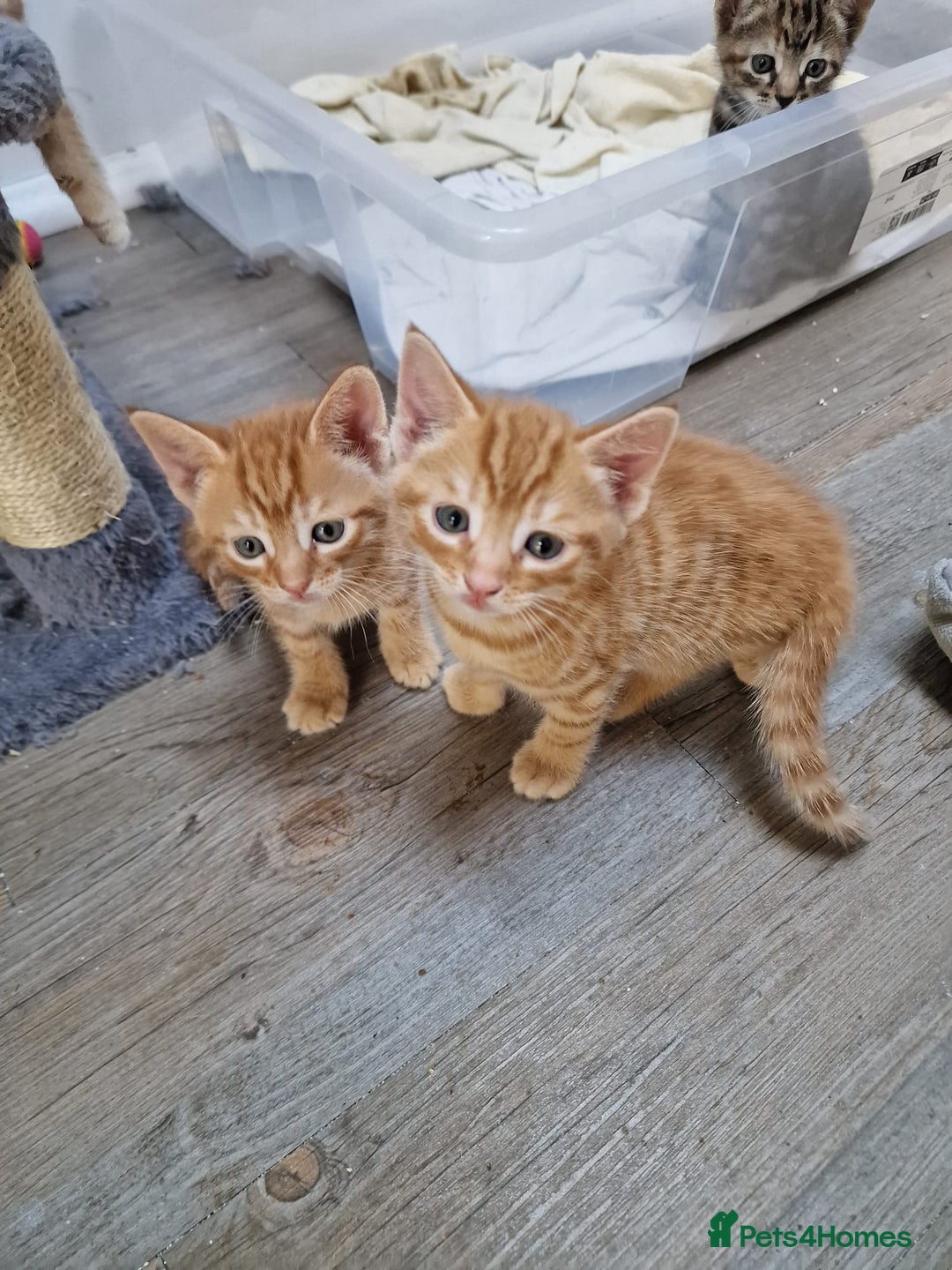 Mixed Breed cats for sale: 2 Ginger Boys, 1 Tabby Girl. Donate to charity - Image 15