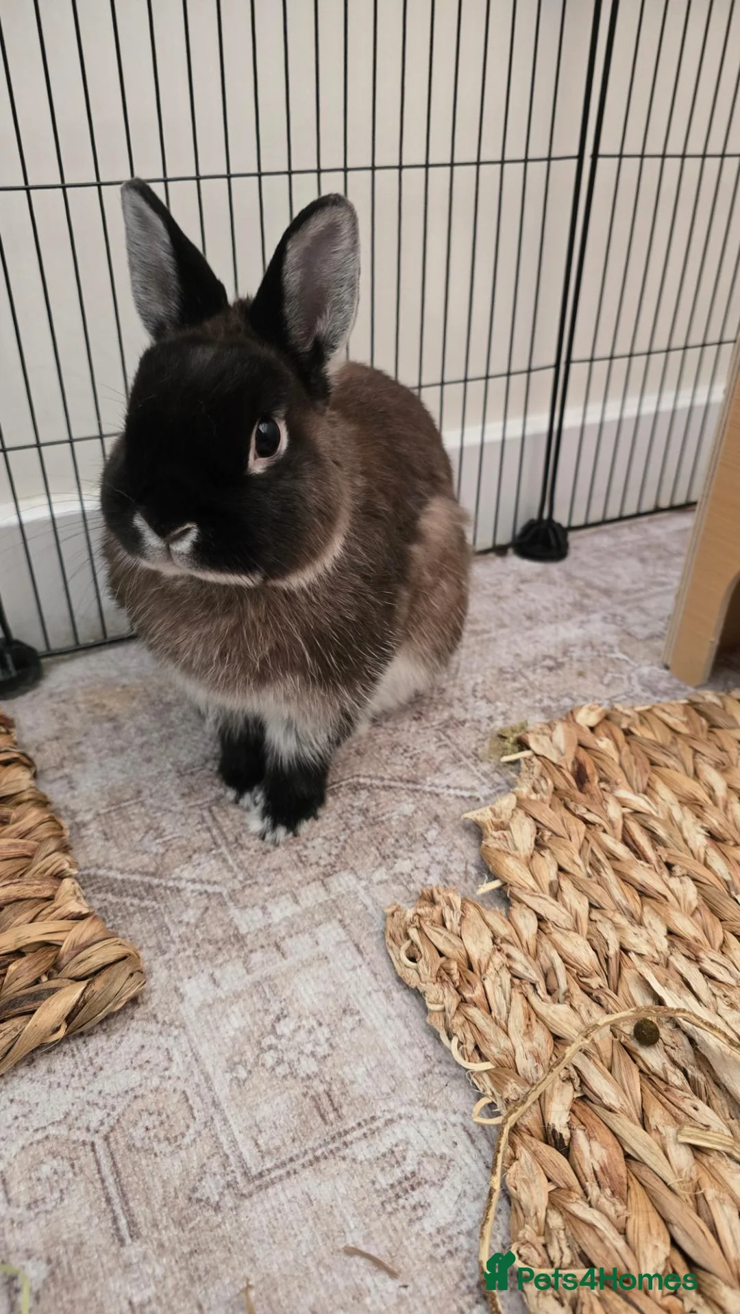 Netherland Dwarf rabbits for sale: Netherland Dwarf, 1 Yr Old - Advert 2