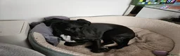 Mixed Breed dogs for adoption: ❤️🐶 LILY – EVERYTHING PEOPLE DREAM OF IN A DOG in Sale - Advert 11