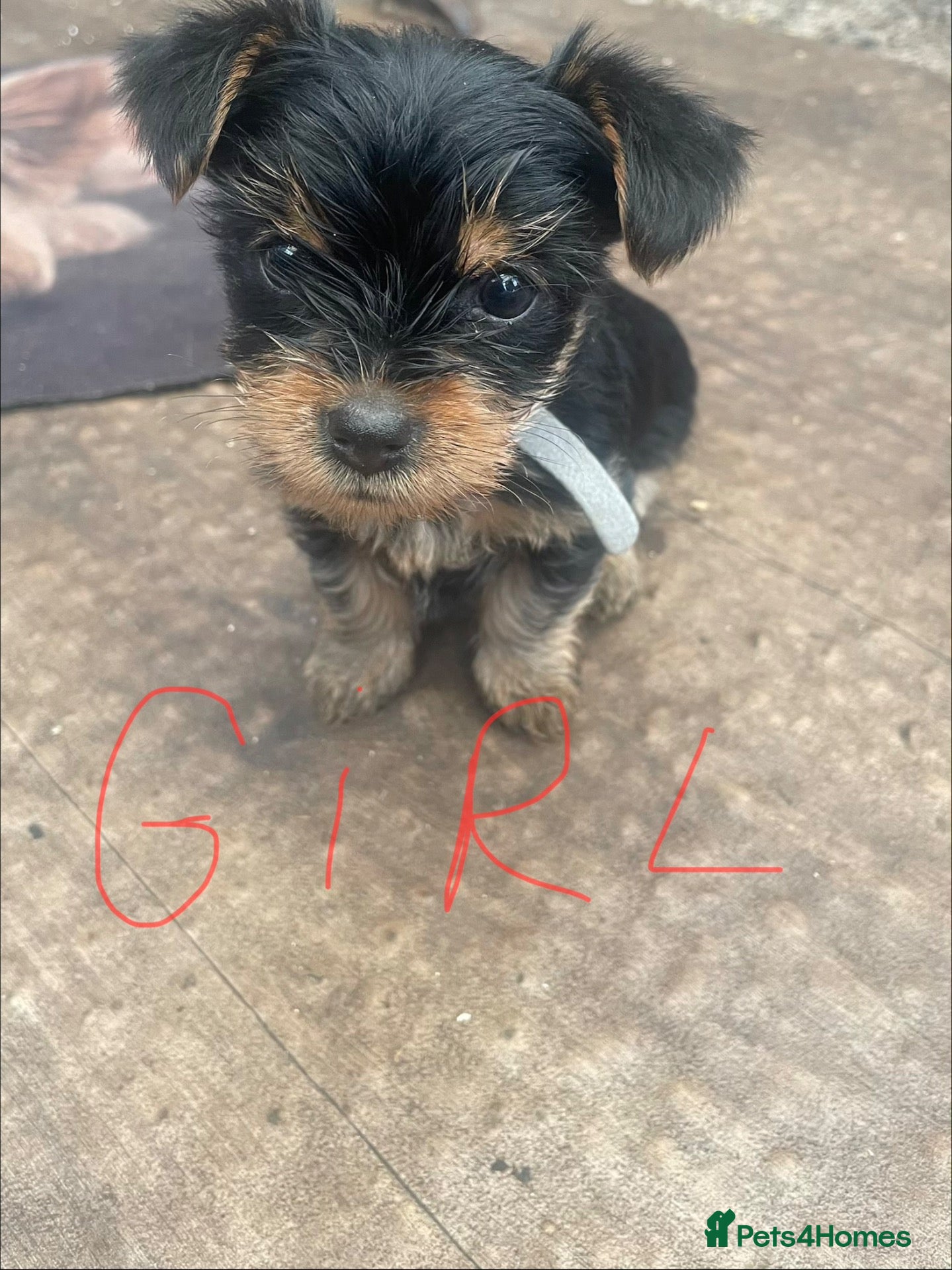 Yorkshire Terrier dogs Yorkshire Terrier puppies 🐶  - Advert 2