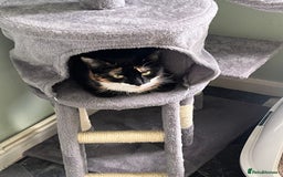 Domestic Shorthair cats for sale: 1 year old housecat - Image 4