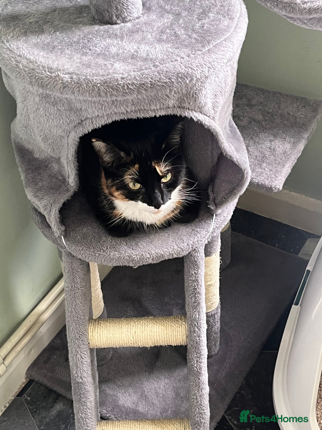 Domestic Shorthair cats for sale: 1 year old housecat - Image 4