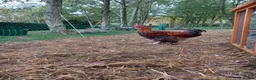 Chickens poultry for sale: Brahma and Frizzle Cockerels in Tarporley - Advert 7
